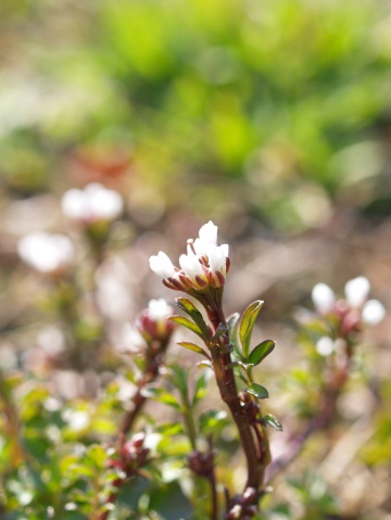 P4121577 白い花 縦.jpg