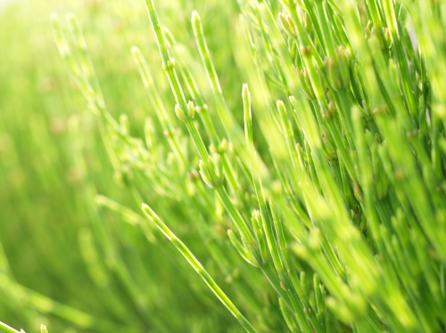 P5103517  スギナ　.jpg