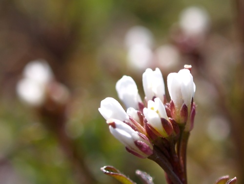 P4121578 白い花 アップ.jpg