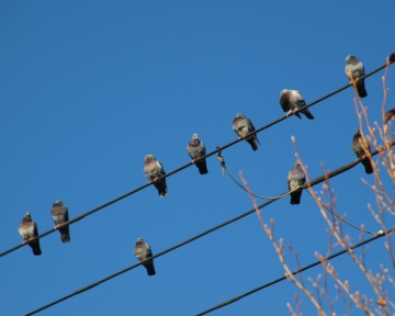PB212480 鳩 ななめ.jpg