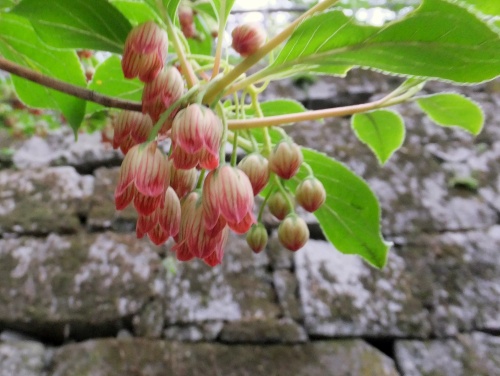 DSCF0121  石垣と.jpg