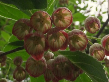 DSCF0119  満天星　2.jpg