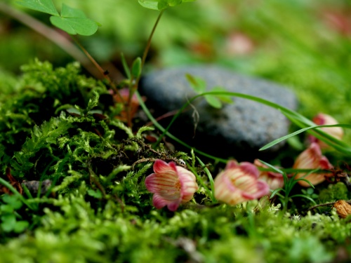 P6052264  石と.jpg