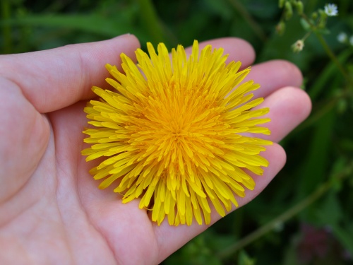 P5152027  たんぽぽ　2.jpg