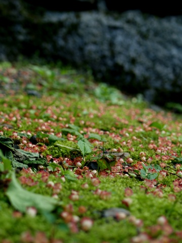 P6052263  コケと.jpg