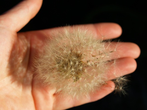 P6052354  タンポポの綿毛.jpg