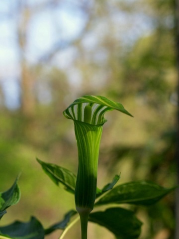 P5152066  しましまの花　1.jpg