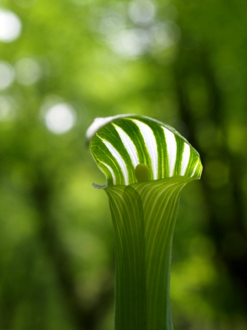 P5272163  花　アップ　2.jpg