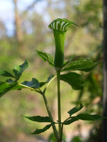 P5152067  花　全体.jpg