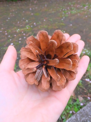 DSCF0108 　松ぼっくり.jpg