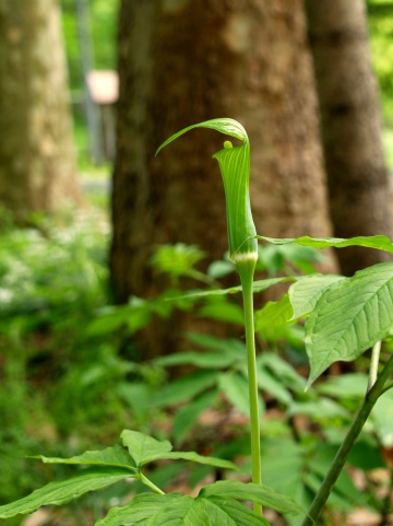 P5272167  横から.jpg