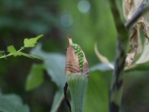 P7053394  テンナンショウの実.jpg