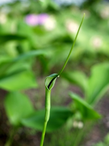 P5252116  ひょろ～～と.jpg