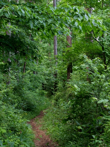 P6253139  森の中.jpg