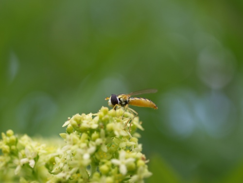 P6253156  一目惚れ.jpg