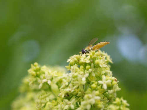 P6253157  そっぽ向いて.jpg