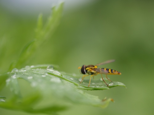 P6283242  再会.jpg