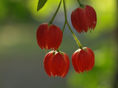 P6052368  紅ドウダンツツジ　（紅灯台躑躅）.jpg