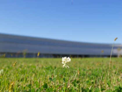 PA181102 シロツメクサと県立美術館.jpg