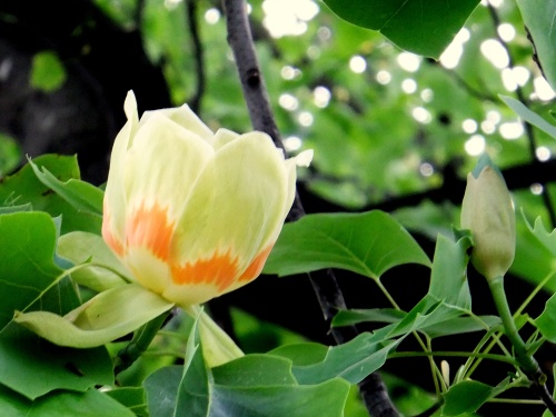 DSCF0214  ユリノキ　蕾と.jpg