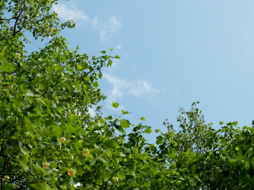 P6052259  ユリノキ.jpg