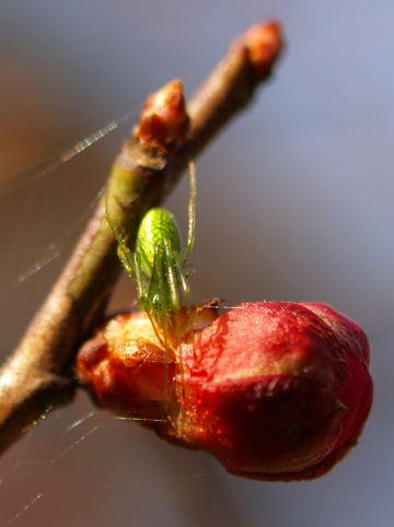 P4104614  緑色のクモの赤ちゃん.jpg