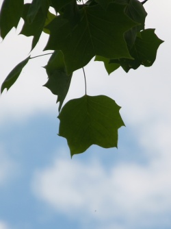 P5250603  ユリノキ葉っぱ.jpg