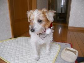 2012 あけました 033.JPG