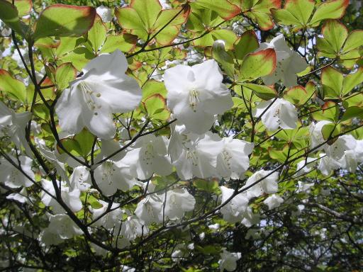 2011-06-04 シロヤシオ・ツツジ科の落葉小高木・雄しべは10本