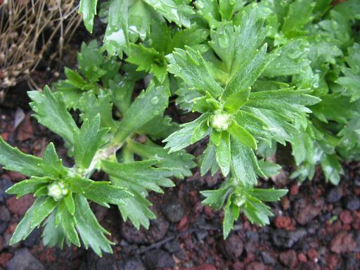 2011-07-02 ミヤマオトコヨモギ