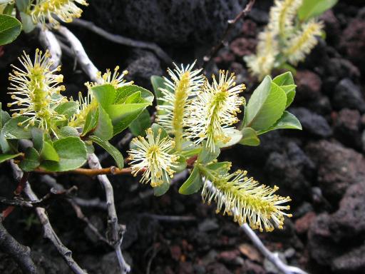 2011-07-02 タカネイワヤナギ