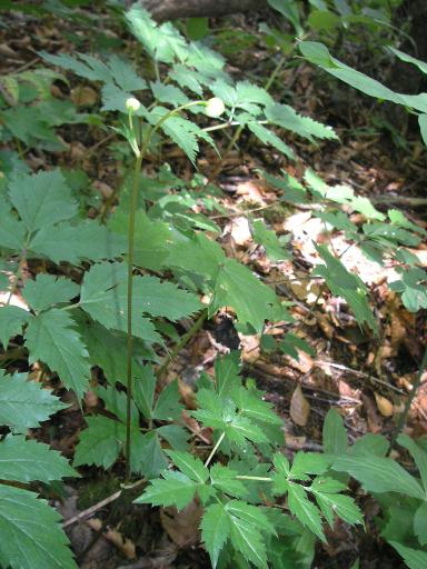 2011-07-03 まだボールが小さなレンゲショウマの花芽
