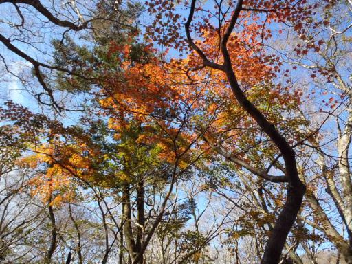 2011-11-13 青空とのコントラストが素晴らしい！
