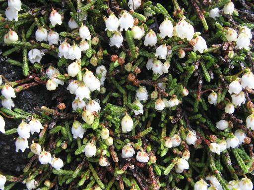 2011-07-02 イワヒゲ