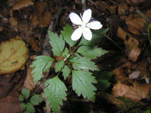 2011-07-03 ツルシロカネソウ　