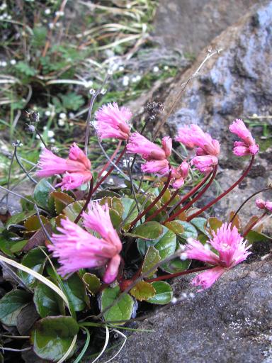 2011-07-02 コイワカガミ