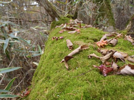 2011-10-30 倒木に枯葉やドングリが、、