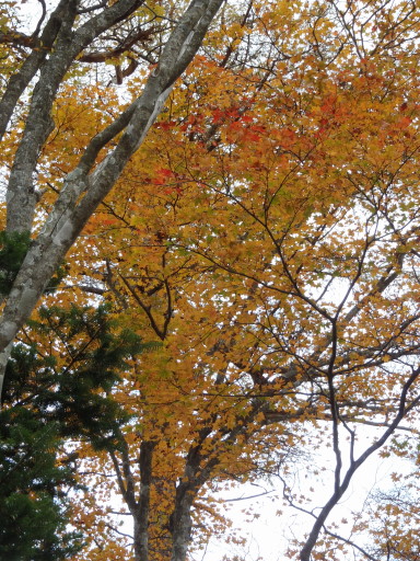 2011-10-30 曇り空に浮かぶ黄葉もまた一興か