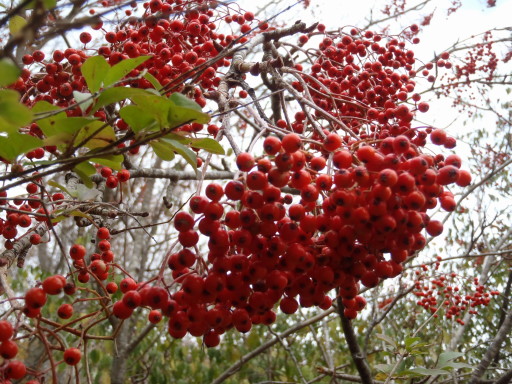 2011-10-30 ナナカマドの赤い実がびっしり