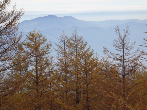 2011-10-30 カラマツ林の先は箱根の山々だ