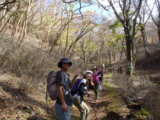 2011-11-13 ヒメシャラの林を歩く