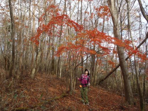2011-11-20 枝ぶりのいいモミジ