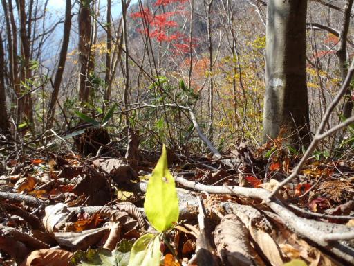 2011-11-20 明るい陽光が射す