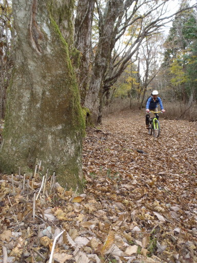 2011-10-30 御胎内から県道へ下る