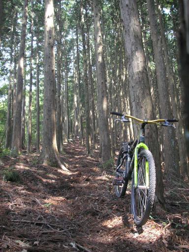 2011-07-16 西尾根・杉林の下り