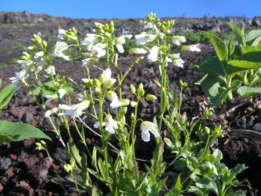 2011-07-02 フジハタザオ