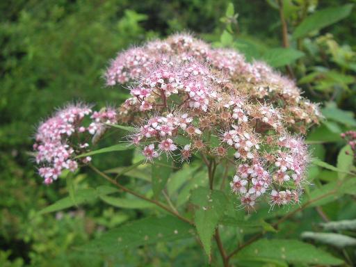 2011-07-16 シモツケソウ