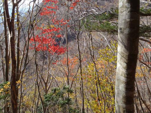 2011-11-20 中腹の紅葉は今が見頃だ