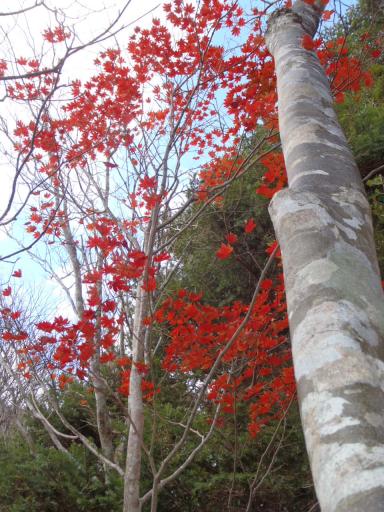 2011-11-20 今、モミジがきれいだ！