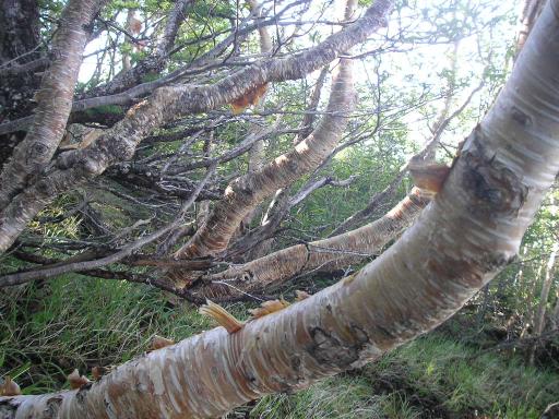 2011-07-02 ダケカンバの多い主杖流しの取り付き